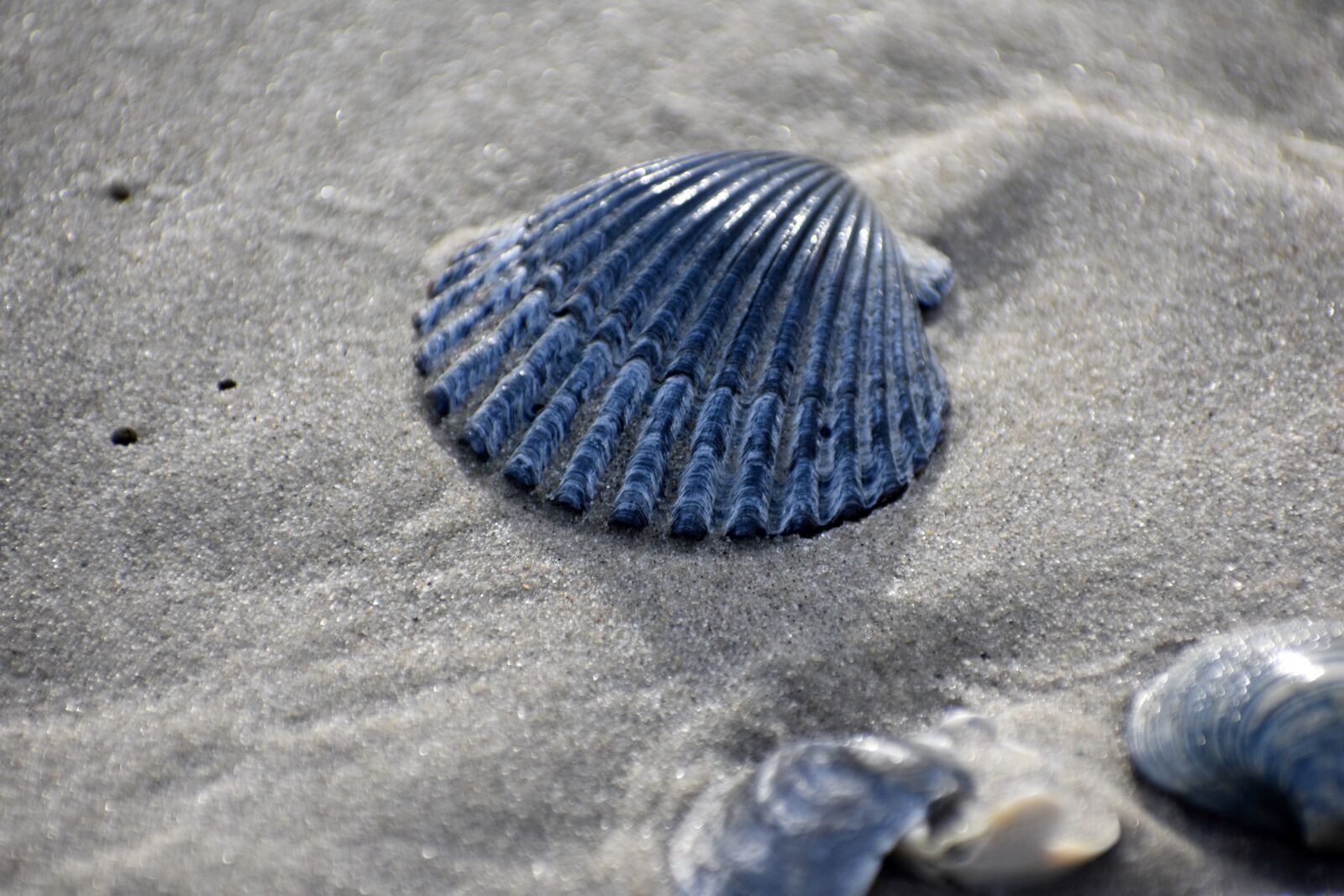 Nikon D3400 sample photo. Sand, shell, beach photography