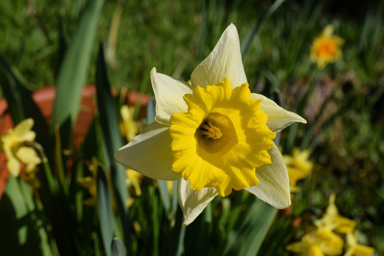 Nikon D5300 sample photo. Narcissus, narcissus pseudonarcissus, flower photography
