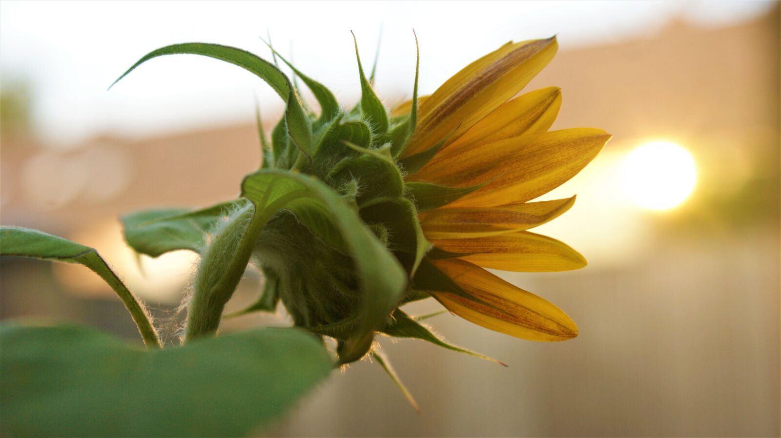 Sony Alpha DSLR-A350 sample photo. Sunflower, open, sunlight photography