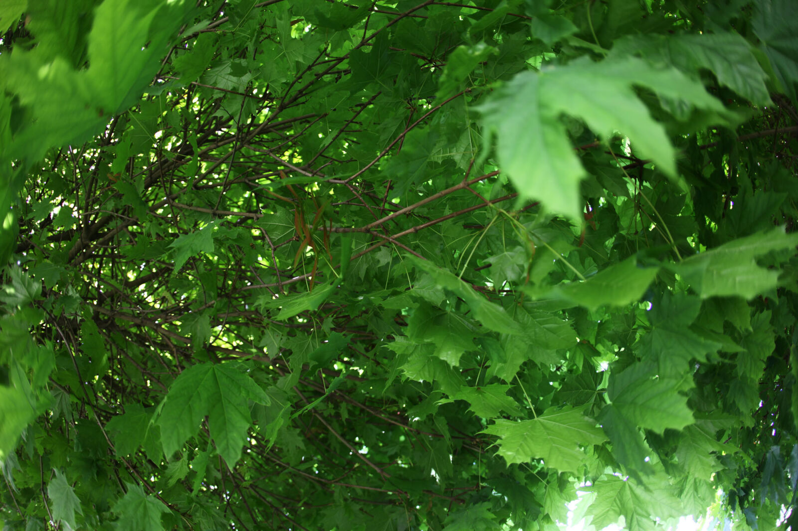 Canon EOS 5D Mark II sample photo
