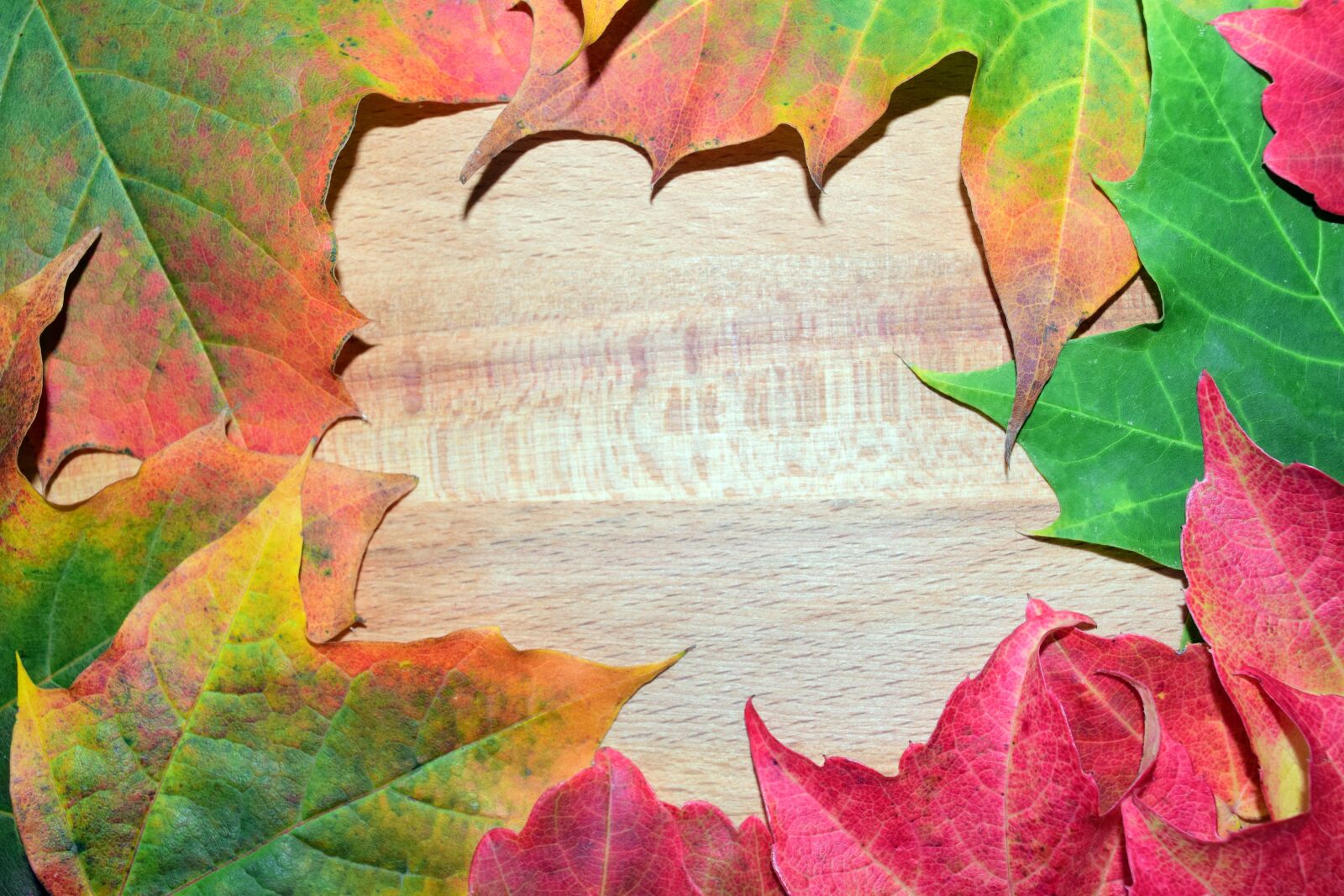 Nikon D3300 sample photo. Leaves, autumn, fall foliage photography