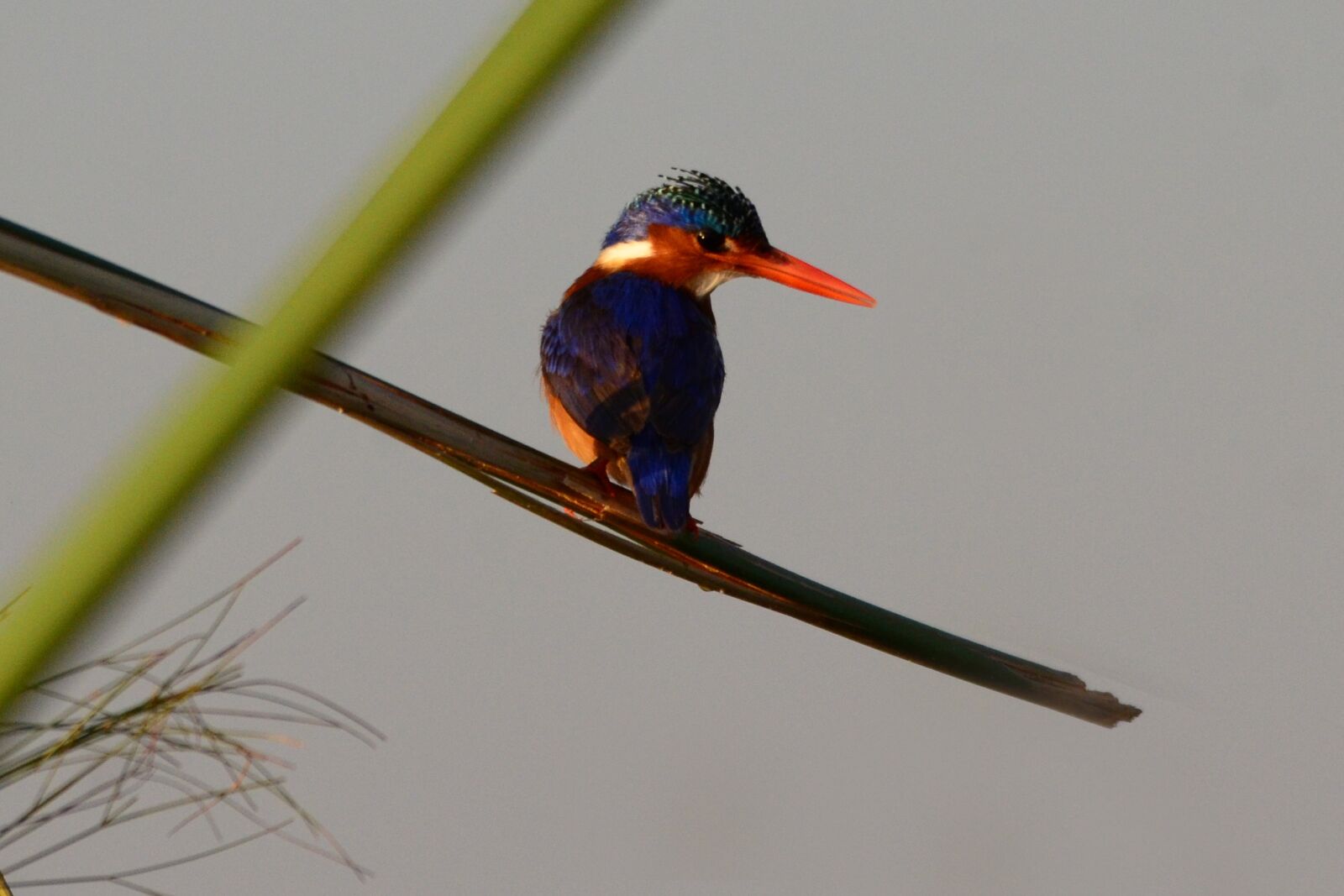 Nikon D7000 sample photo. Malachite kingfisher, kingfisher, botswana photography