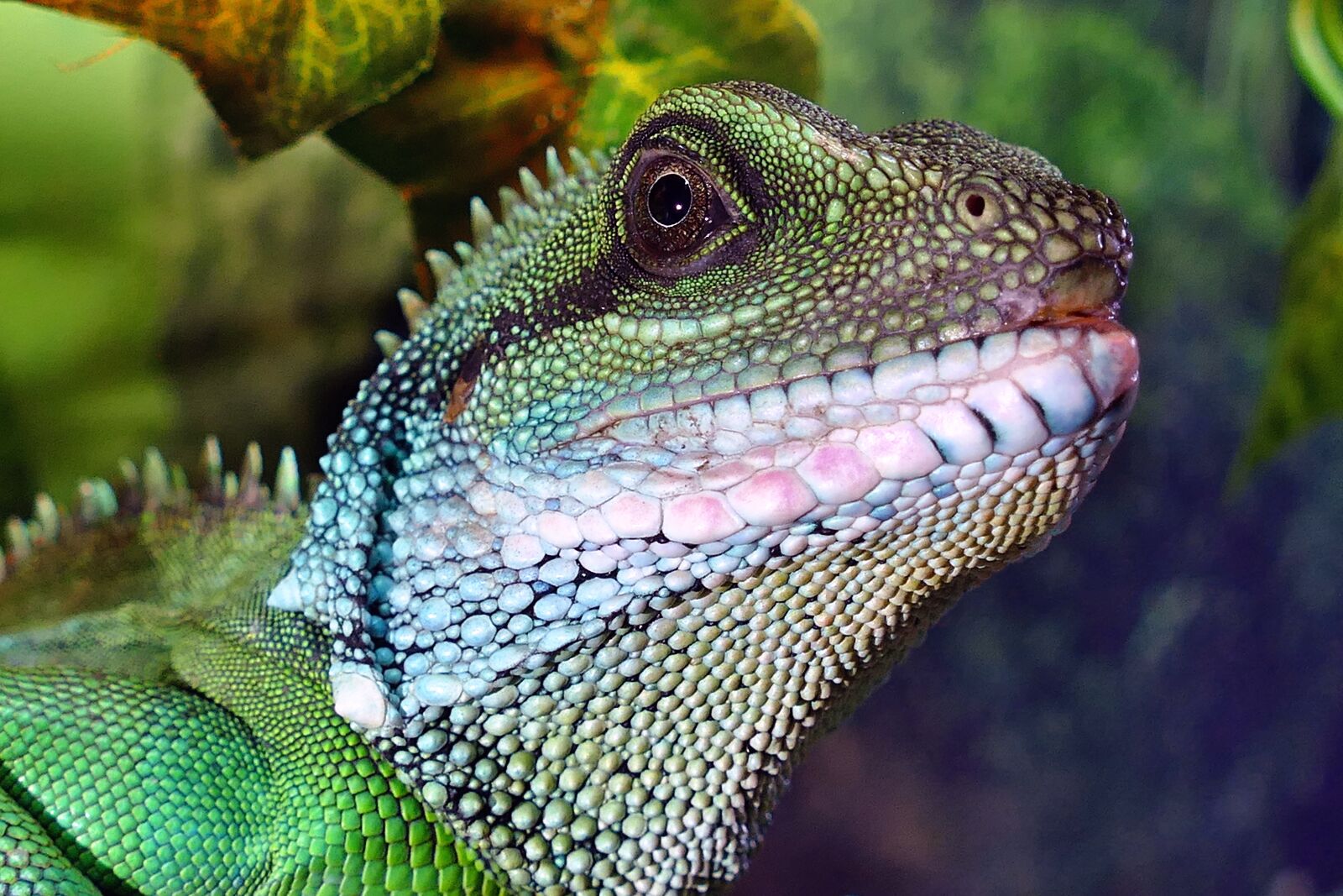 Panasonic Lumix DMC-FZ1000 sample photo. Chinese water dragon, male photography