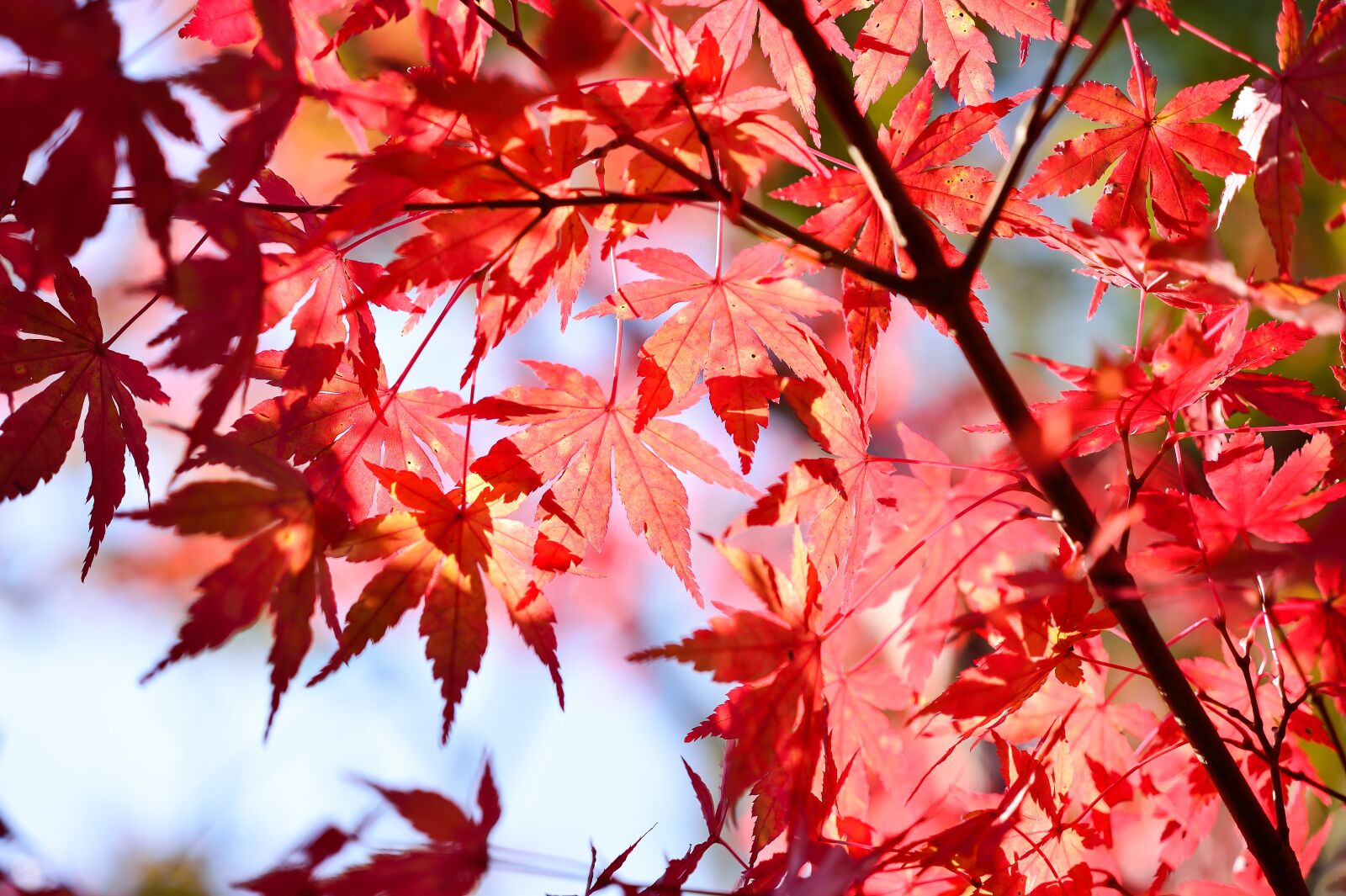 Nikon Df sample photo. Japan, landscape, natural photography