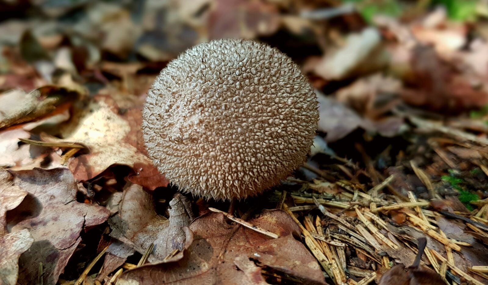 Samsung Galaxy S7 sample photo. Mushroom forest mushroom, umbrinum photography