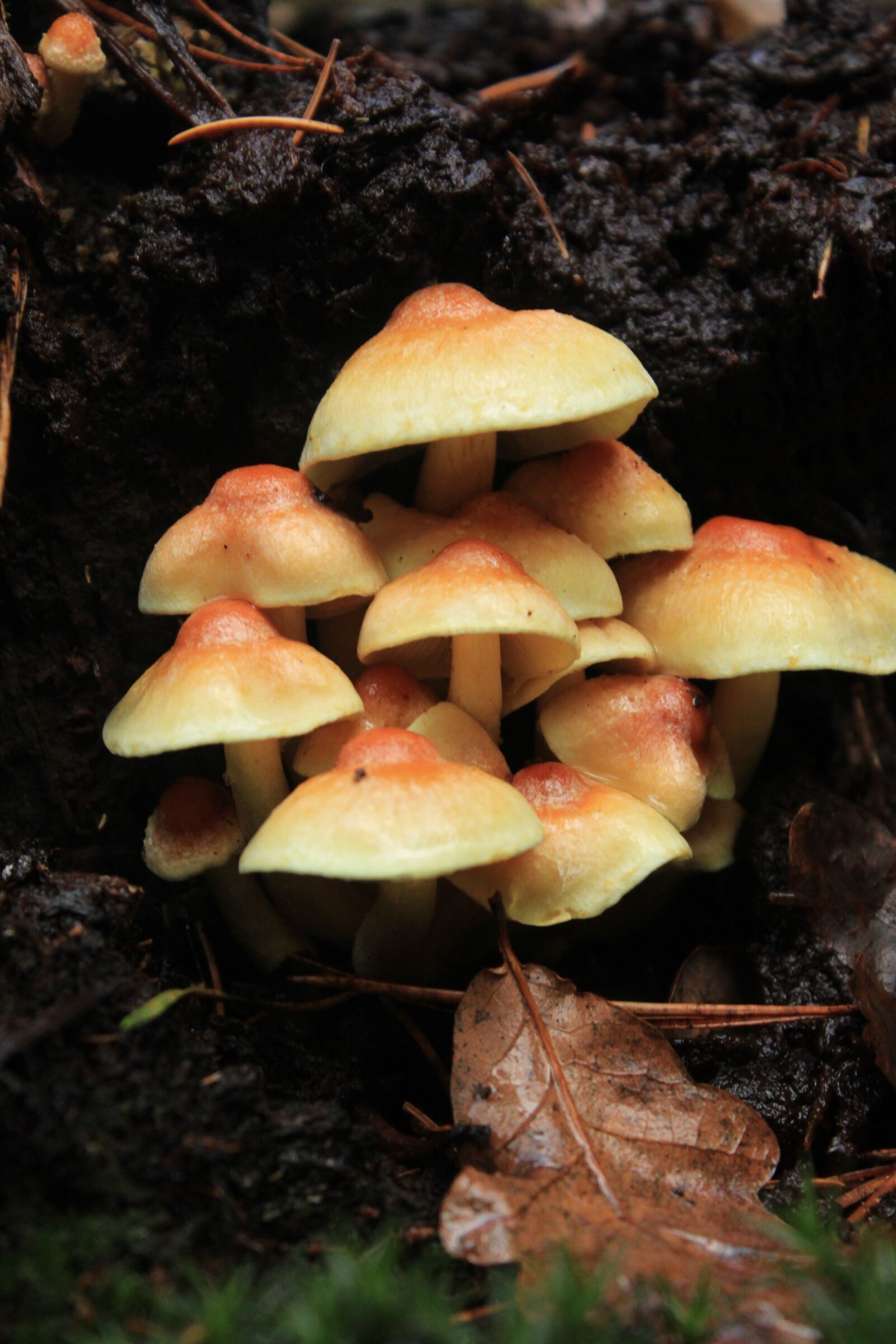 Canon EOS 1300D (EOS Rebel T6 / EOS Kiss X80) sample photo. Mushroom, park, nature photography