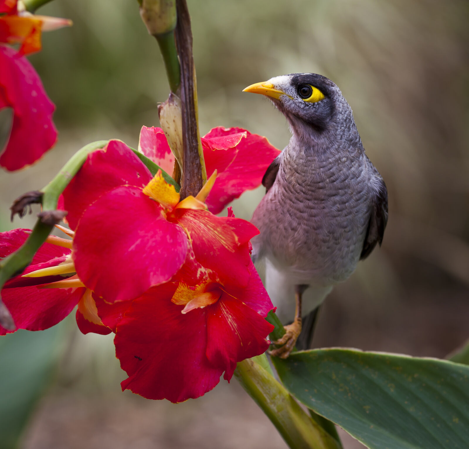 Canon EF 70-200mm F4L USM sample photo. Nature, bird, australia, noisy photography