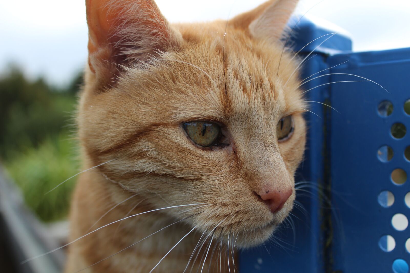 Canon EOS 1200D (EOS Rebel T5 / EOS Kiss X70 / EOS Hi) sample photo. Cat, ginger, head photography