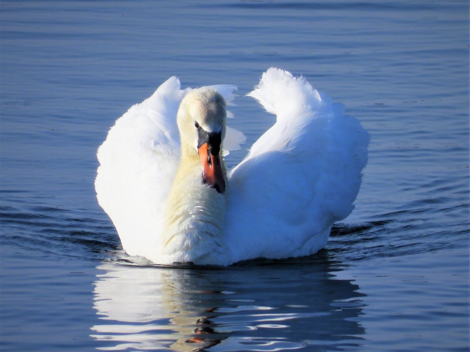 Nikon Coolpix P1000 sample photo. Mute swan, waterfowl, swan photography