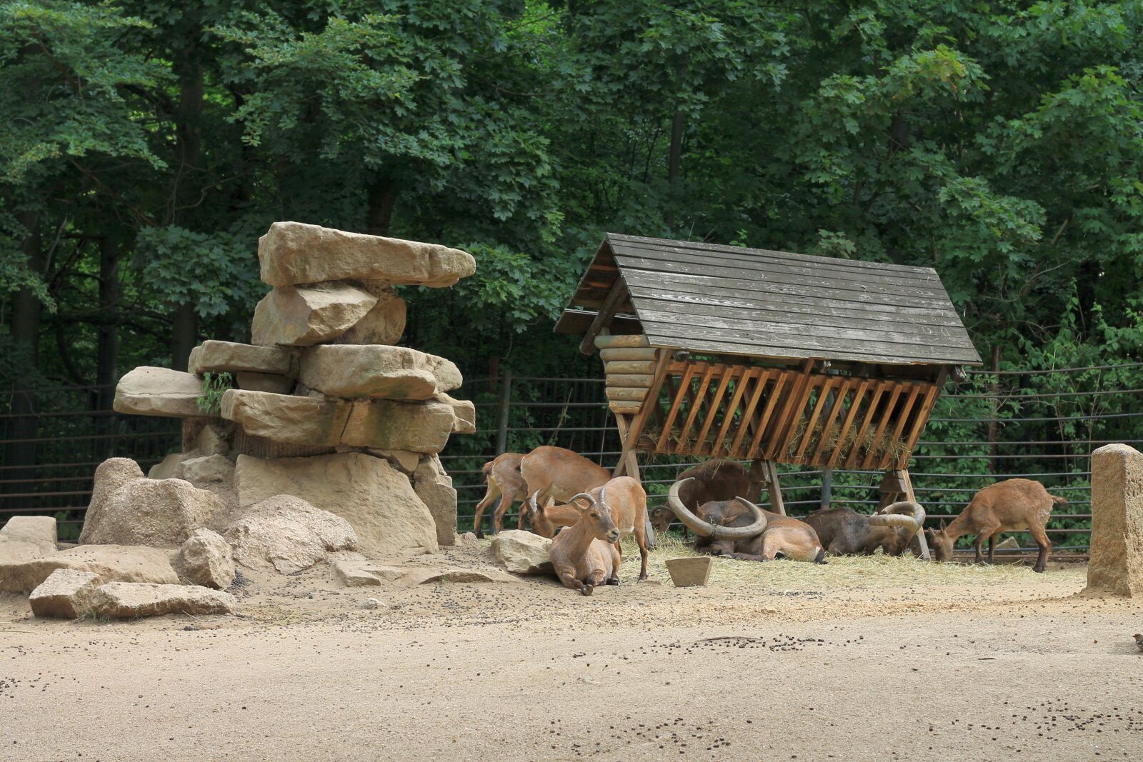 Canon EOS 1100D (EOS Rebel T3 / EOS Kiss X50) + Canon EF 50mm F1.8 II sample photo. Herd, krmelec, animals photography