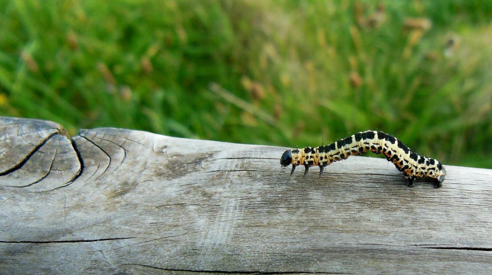 Nikon Coolpix S9300 sample photo. Animal, caterpillar, butterfly photography