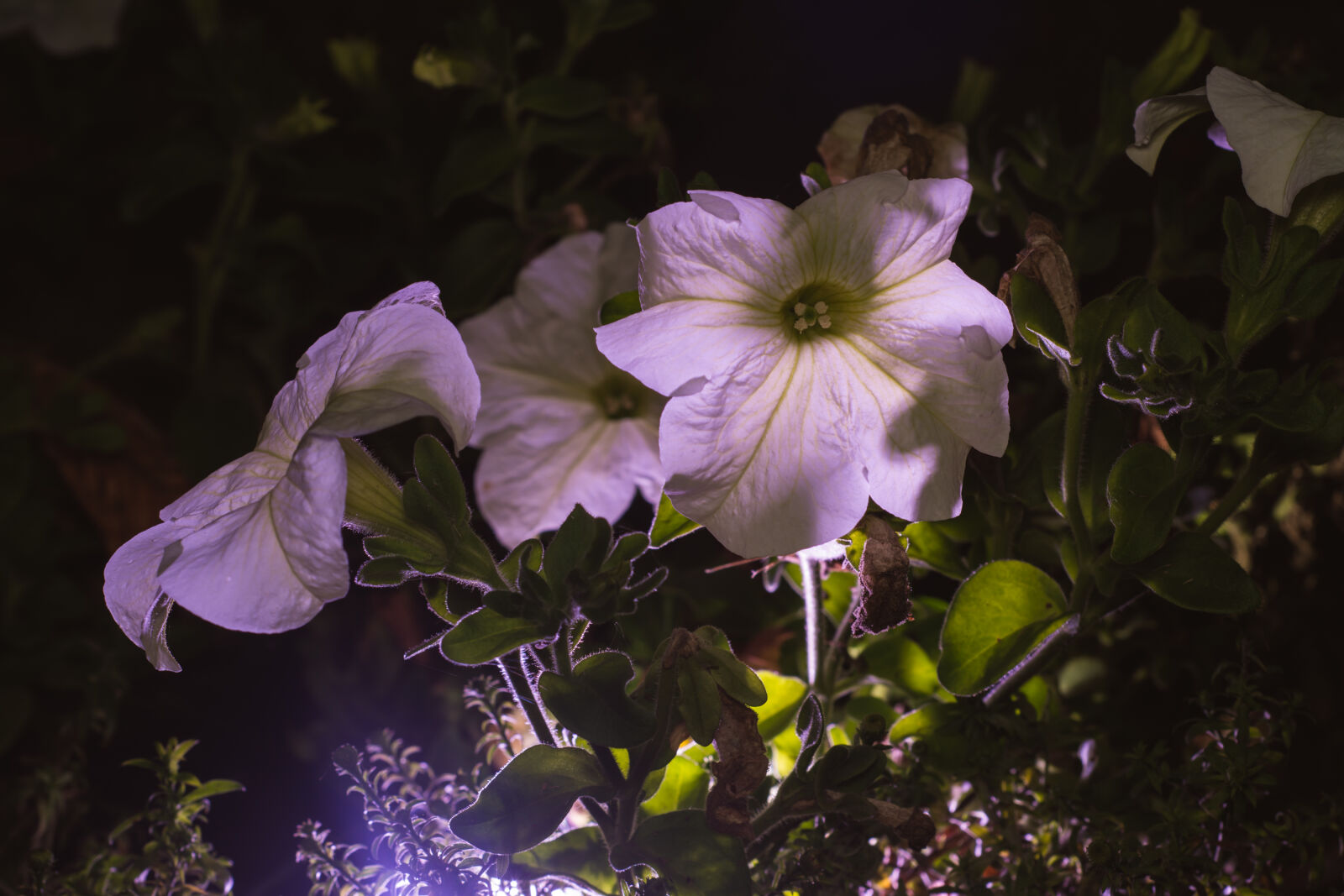 Nikon D7100 + Nikon AF Nikkor 50mm F1.8D sample photo. Beautiful, flowers, flowerbed, flowers photography