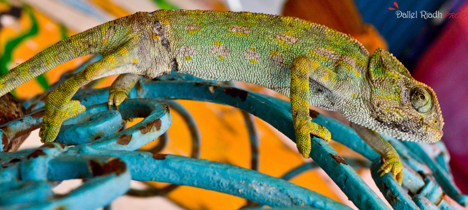 Nikon D3200 sample photo. Chamaeleonidae, colorful, sousse, tunisie photography