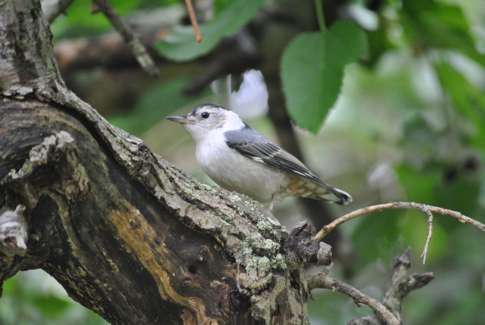 Nikon D3000 sample photo. Bird, nature, wildlife photography