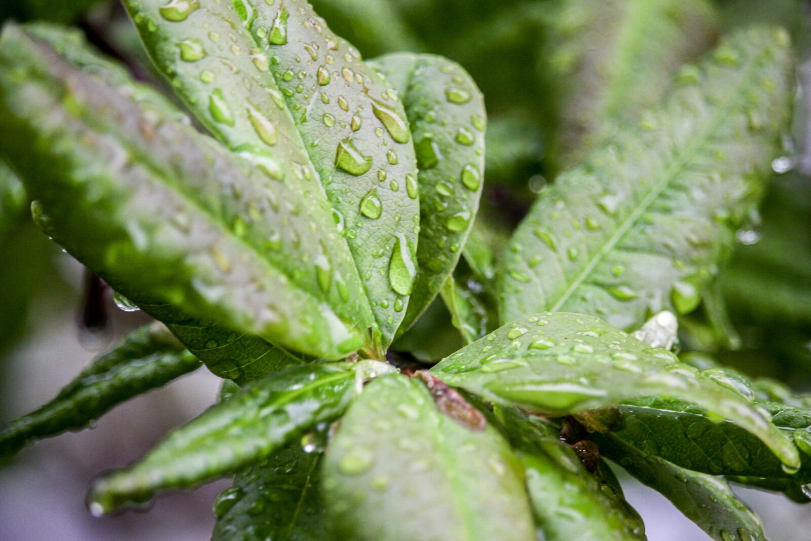 Canon EOS 700D (EOS Rebel T5i / EOS Kiss X7i) sample photo. Leaf, flora, nature photography