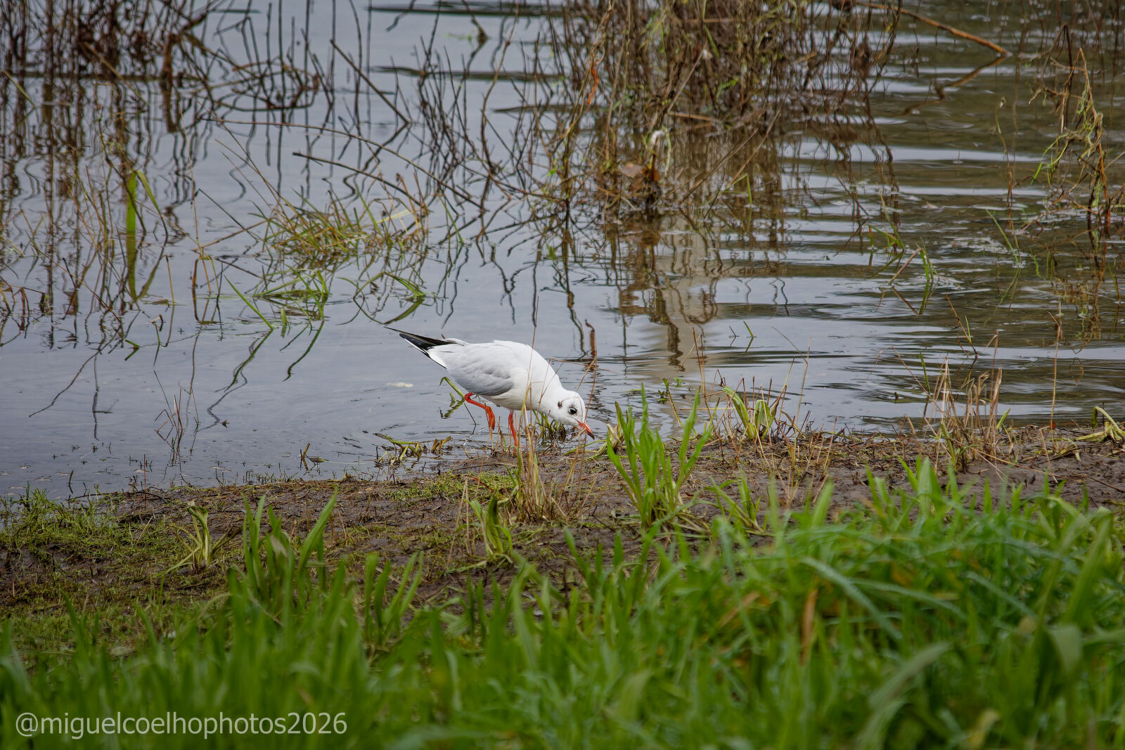 Nikon D7200 sample photo. Gaivota photography