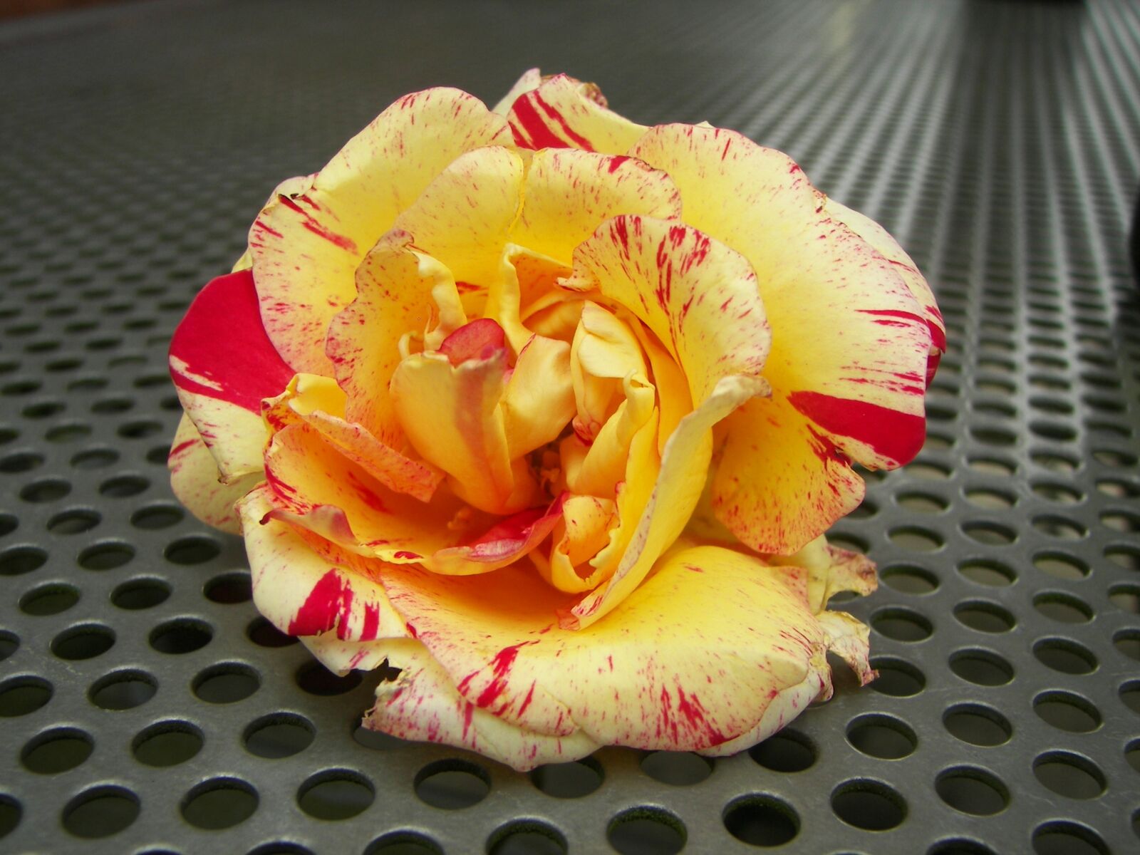 Kodak P850 ZOOM DIGITAL CAMERA sample photo. Flower, rose, blossom photography