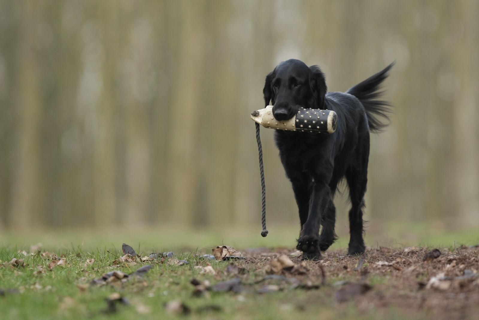 Canon EOS-1D Mark III sample photo. Dog, flatcoated retriever, hunting photography