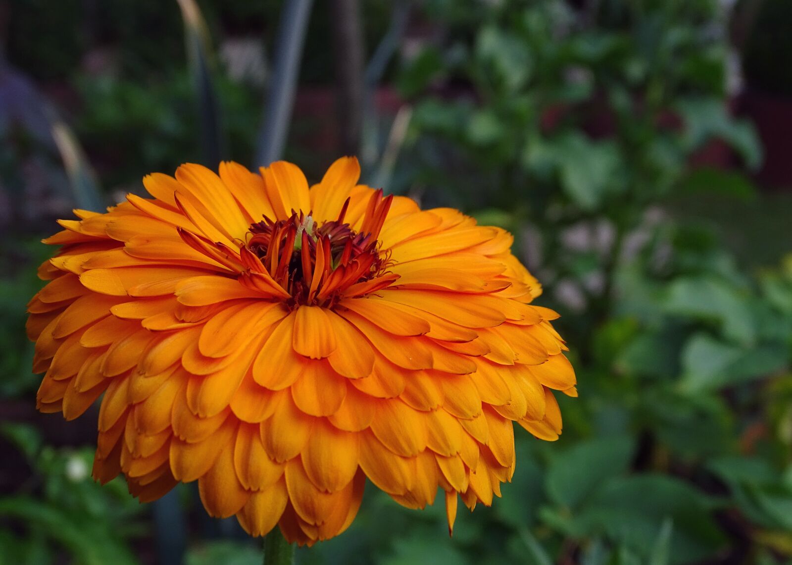 Sony Cyber-shot DSC-HX400V sample photo. Marigold, calendula, composites photography