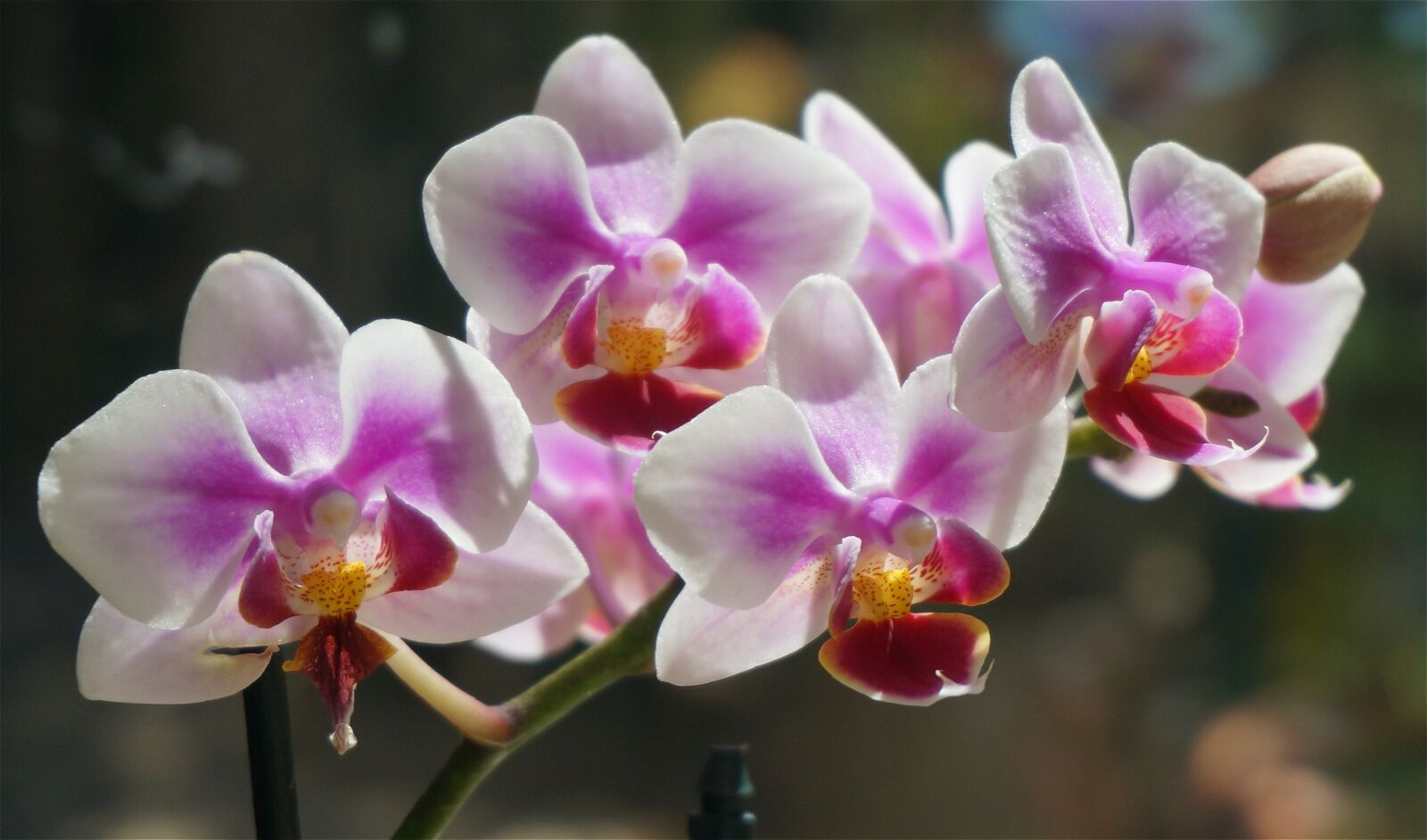 Sony Alpha NEX-5T sample photo. Hybrid phalaenopsis, phalaenopsis, orchid photography
