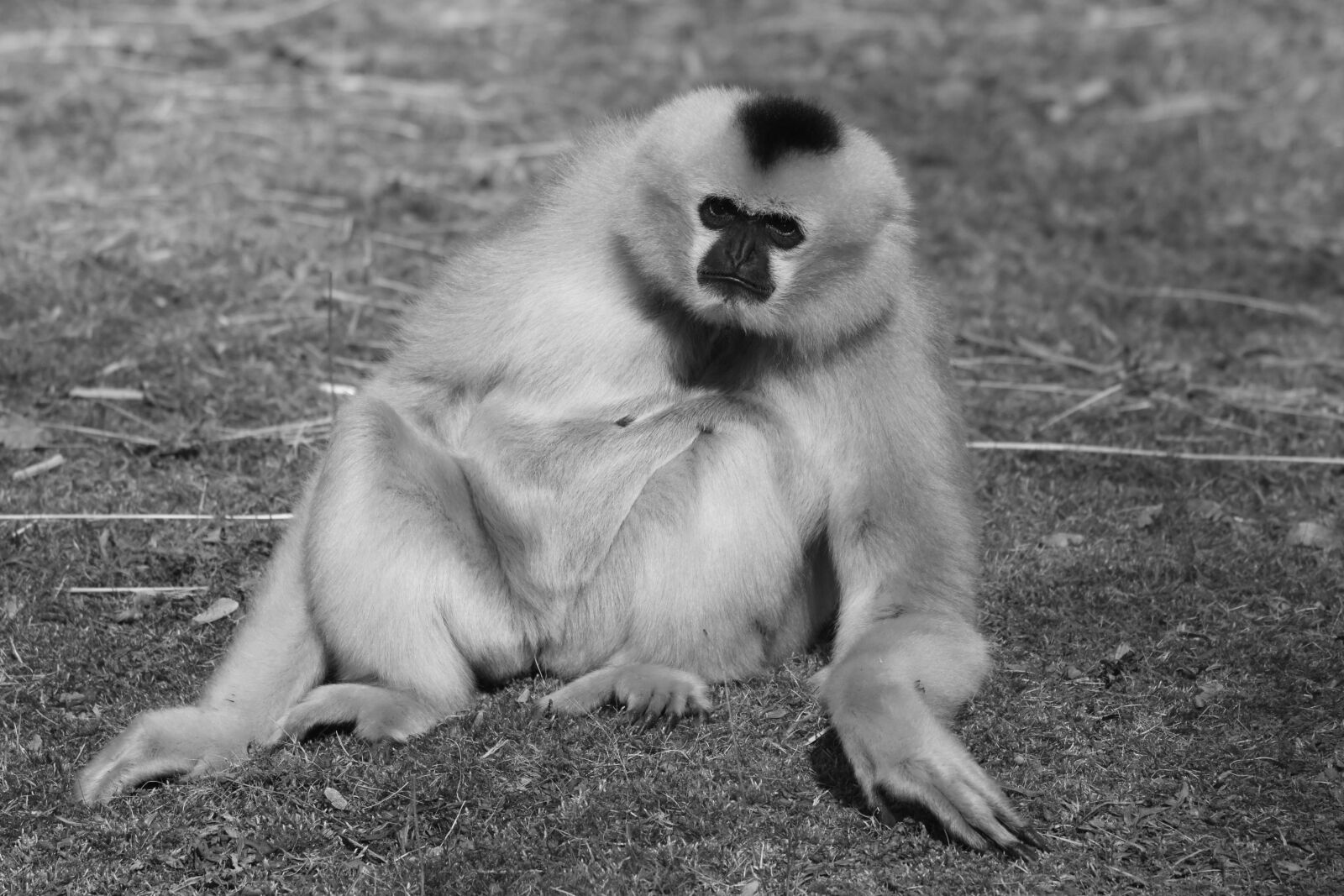 Nikon D7200 sample photo. Monkey, animal, mammal photography