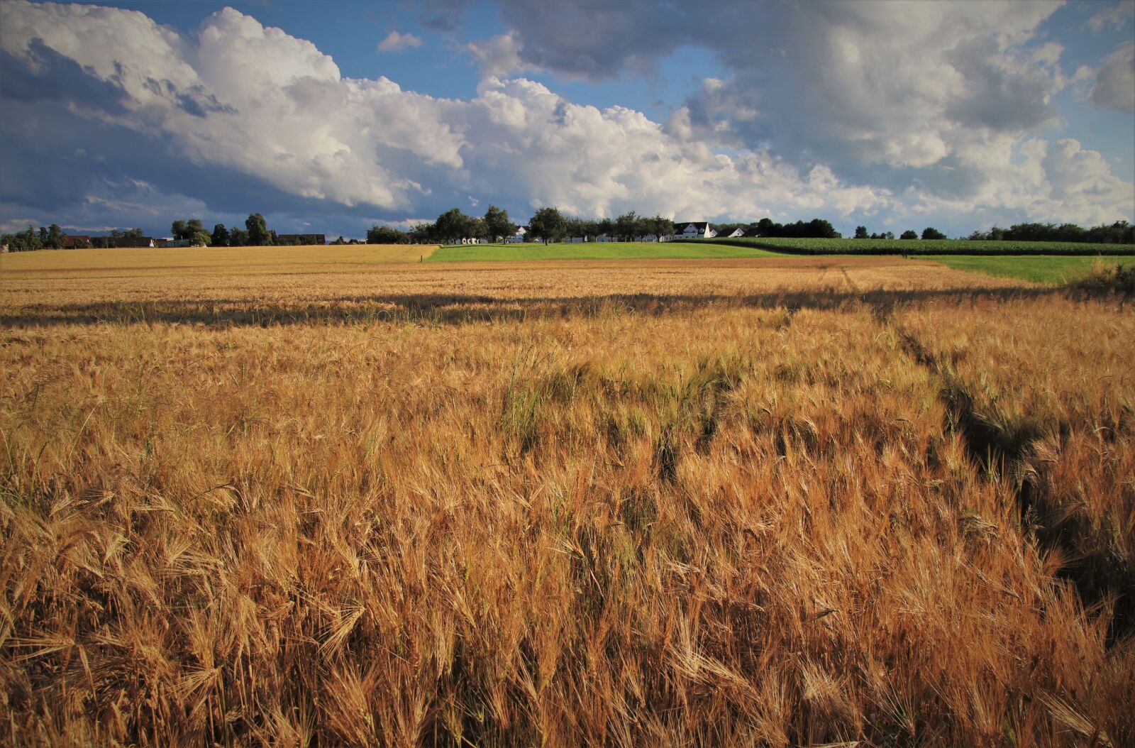 Canon EOS 80D sample photo. Wheat, summer, grow photography