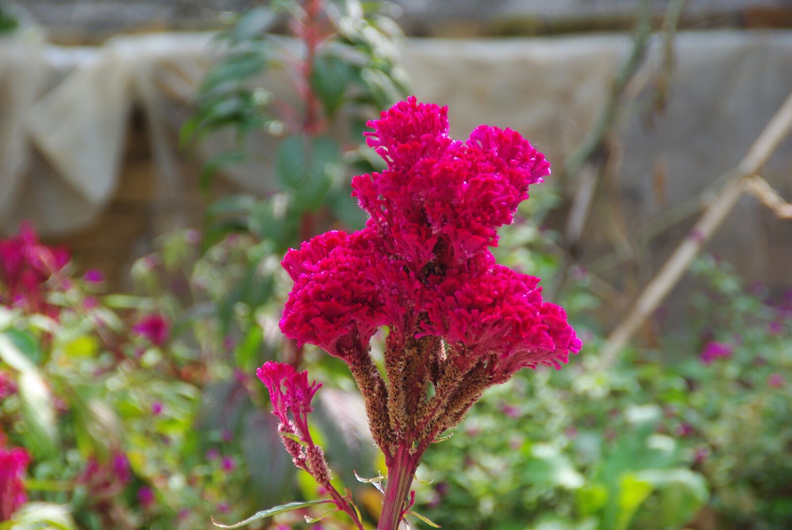 Pentax K200D sample photo. Celosia, cockscomb, red flower photography