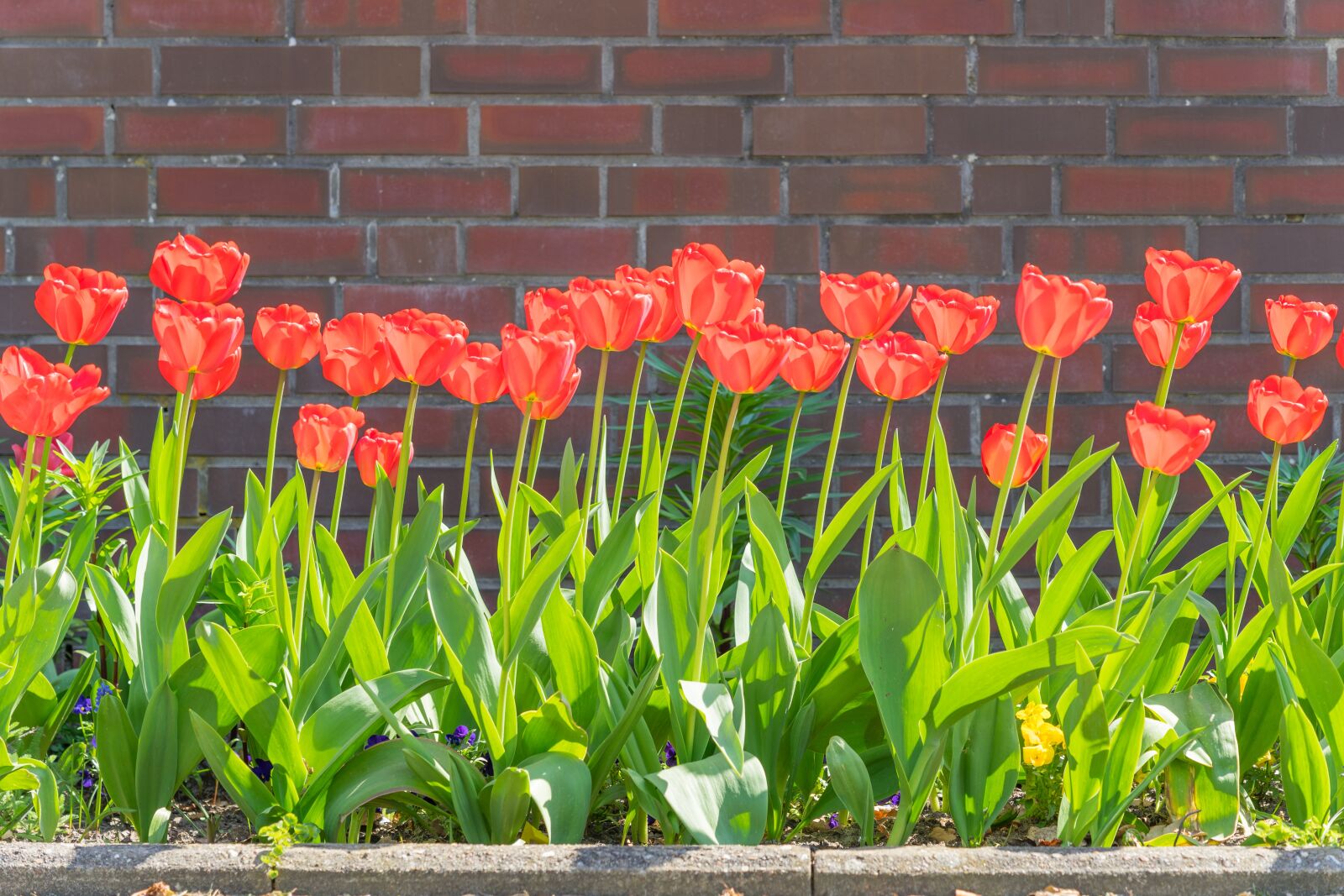 Sony FE 24-105mm F4 G OSS sample photo. Tulips, spring, flowers photography