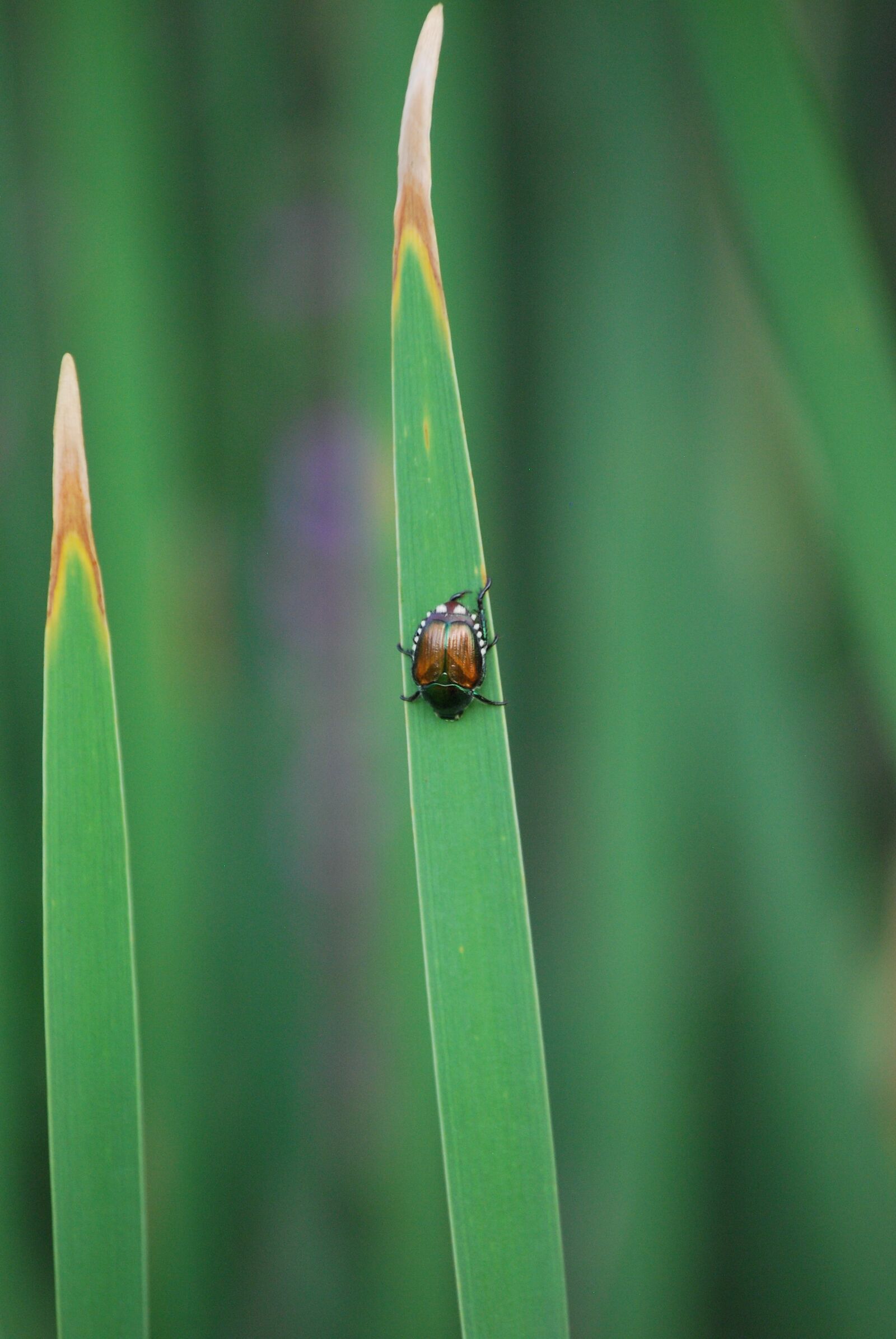 Nikon D60 sample photo. Beetle, grass, blade of photography