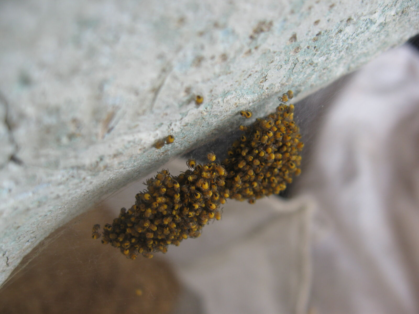 Canon POWERSHOT A550 sample photo. Argiope, aurantia, hatchlings, hatched photography