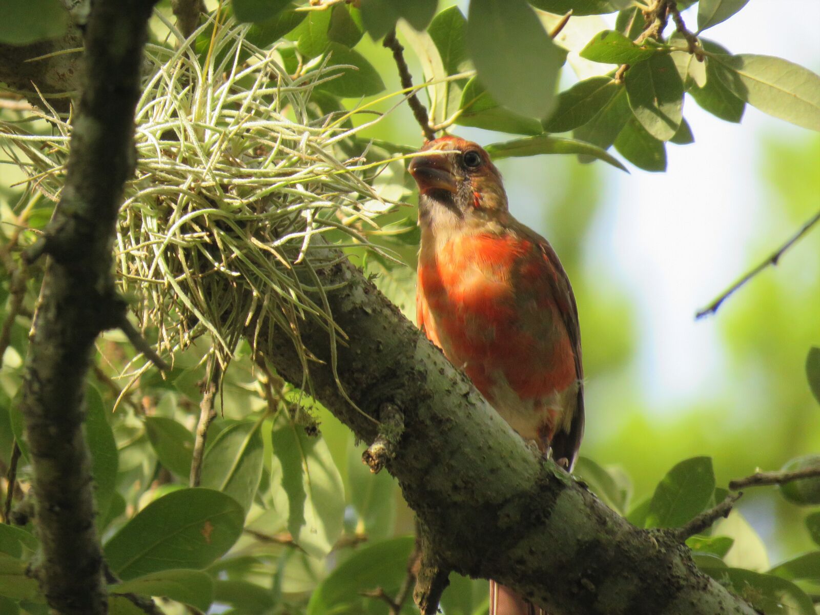 Canon PowerShot SX60 HS sample photo. Bird, wildlife, tree photography