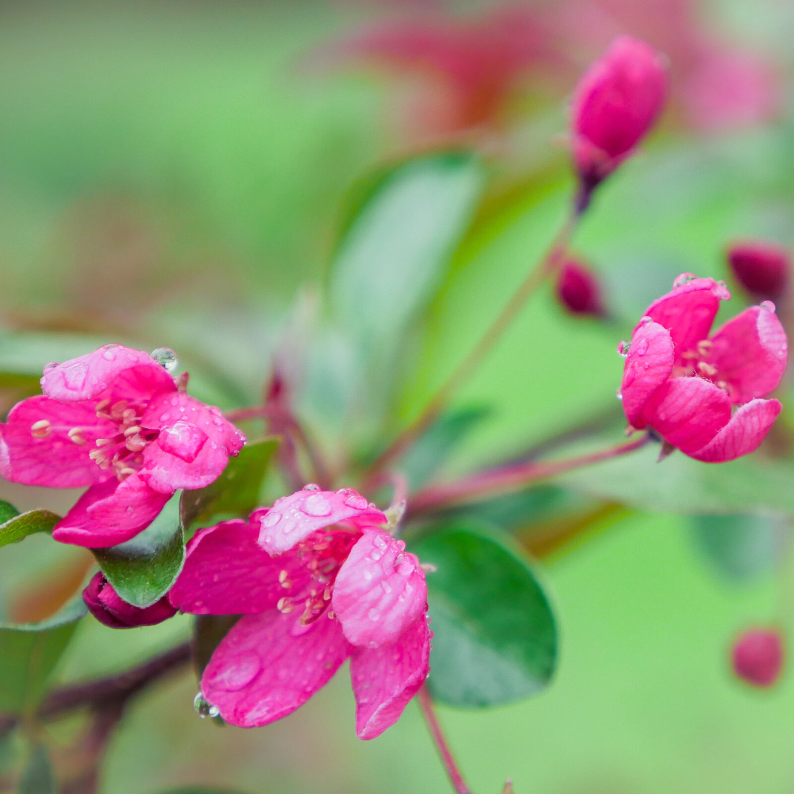 Panasonic Lumix G X Vario 12-35mm F2.8 ASPH Power OIS sample photo. Beautiful, crab, tree, flowers photography