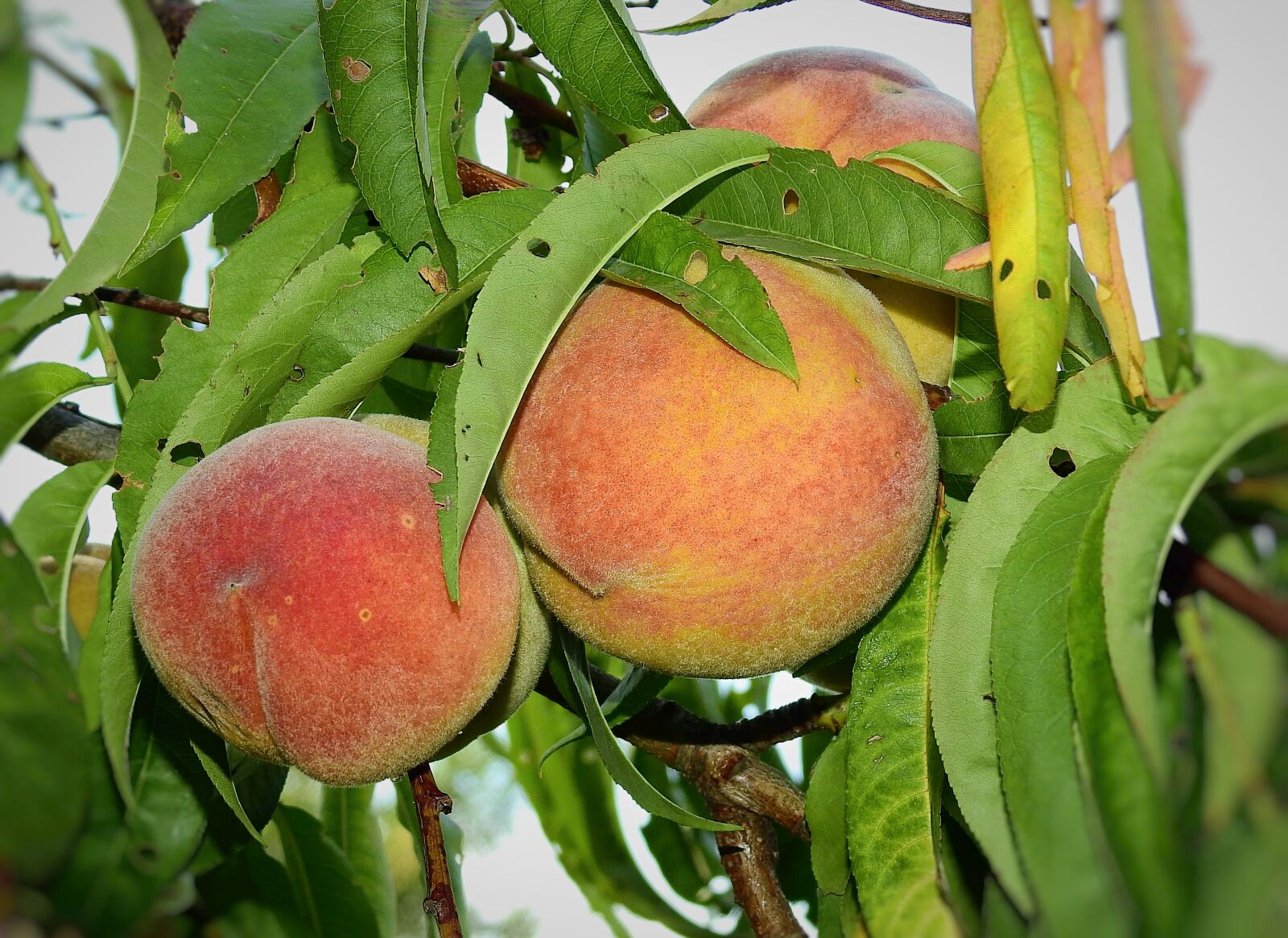 Nikon Coolpix P900 sample photo. Peaches, fruit, food photography