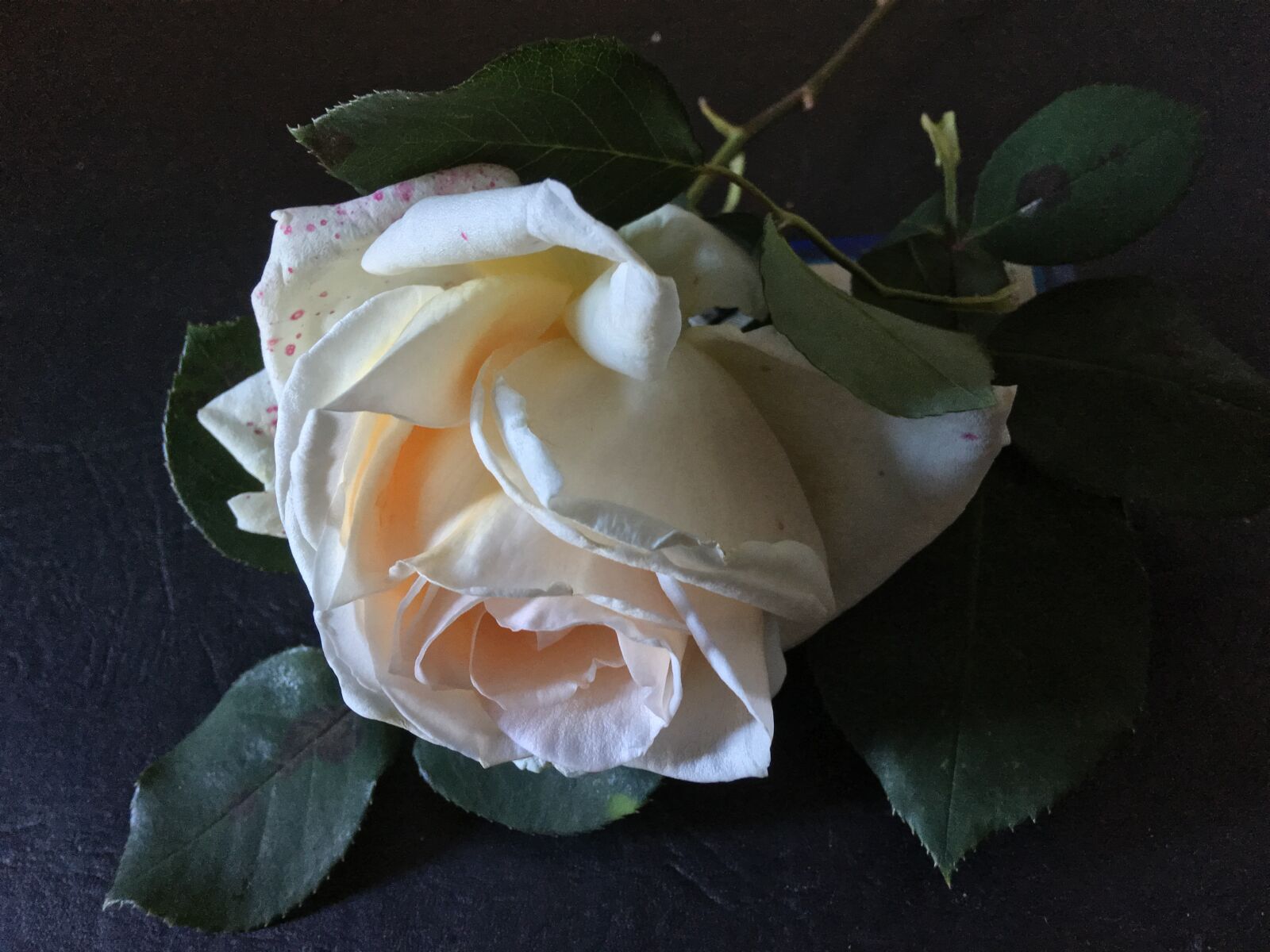 Apple iPhone 6s Plus sample photo. White rose, pink, rosa photography