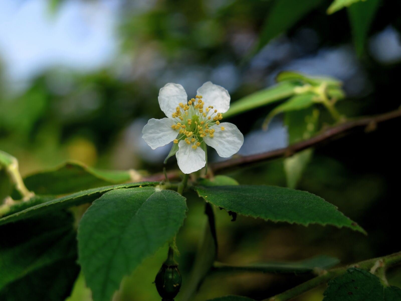 Canon PowerShot G16 sample photo. Muntingia, muntingia flower, muntingia photography