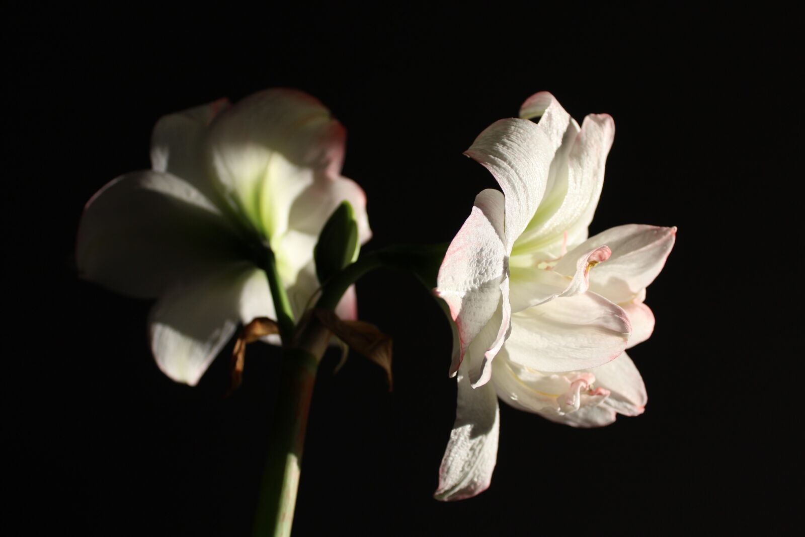 Canon EOS 1200D (EOS Rebel T5 / EOS Kiss X70 / EOS Hi) sample photo. Amaryllis, flower, blossom photography