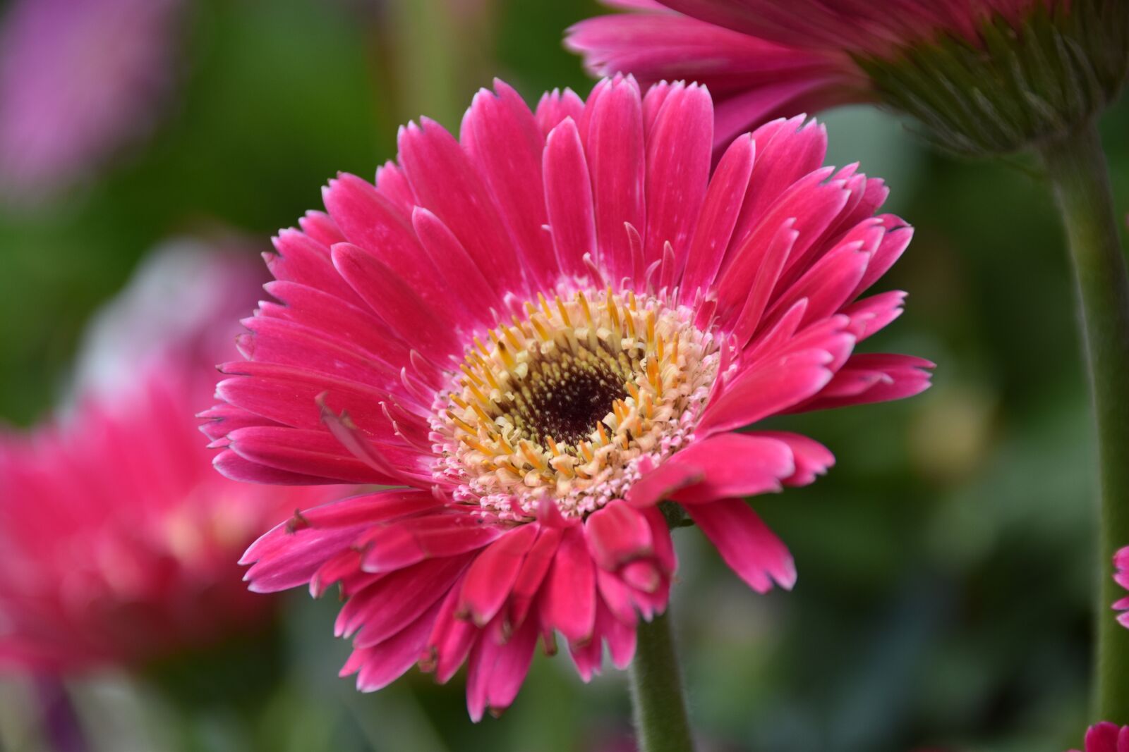 Nikon D5600 sample photo. Flower, flower pink petals photography