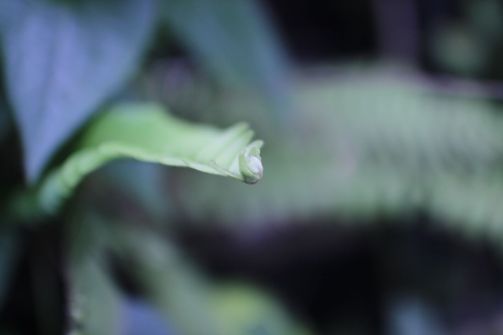 Canon EF 35mm F1.4L USM sample photo. Green, leaf, leaves photography