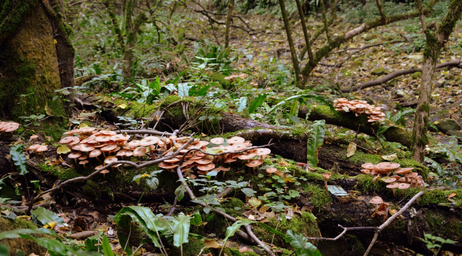 Nikon D7100 sample photo. Fungus, trunk, tree photography