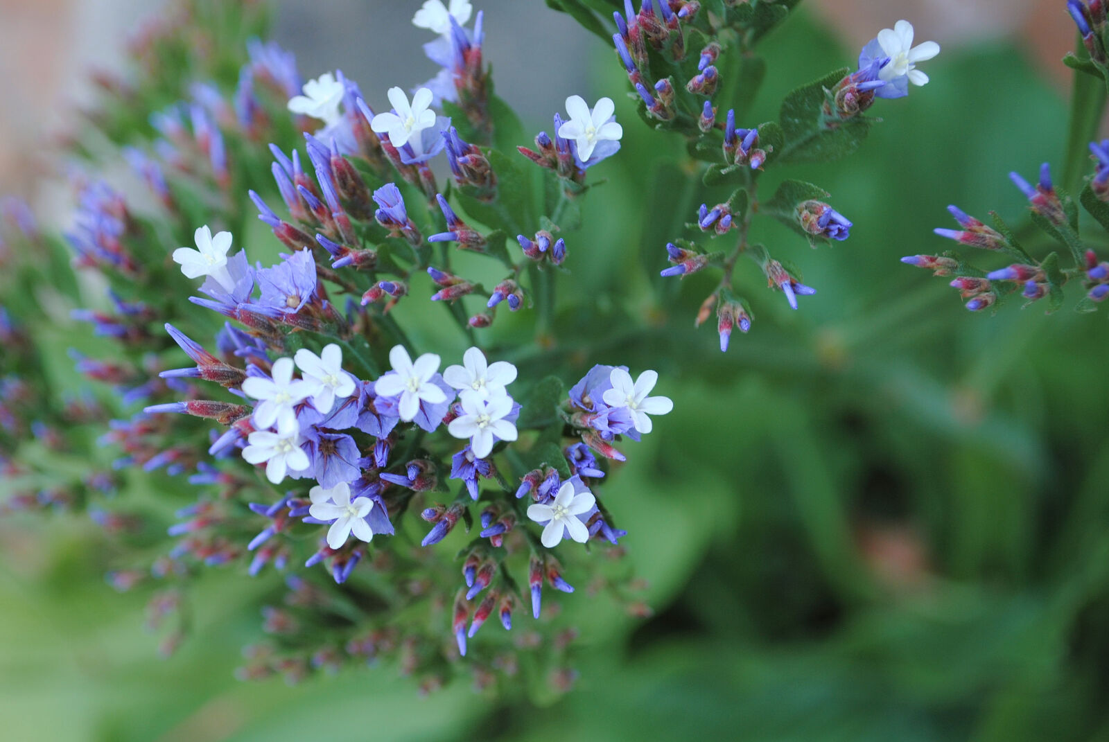 Nikon D3000 sample photo. Beautiful, beautiful, flowers, flower photography