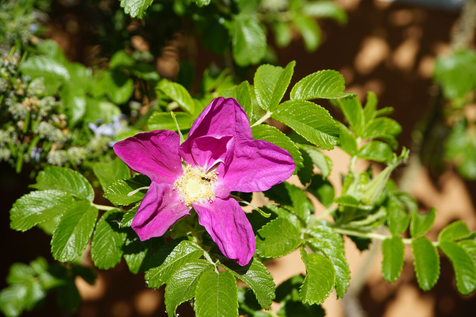 Sony a7R II + Sony E PZ 18-105mm F4 G OSS sample photo. Wild, rose, flower photography