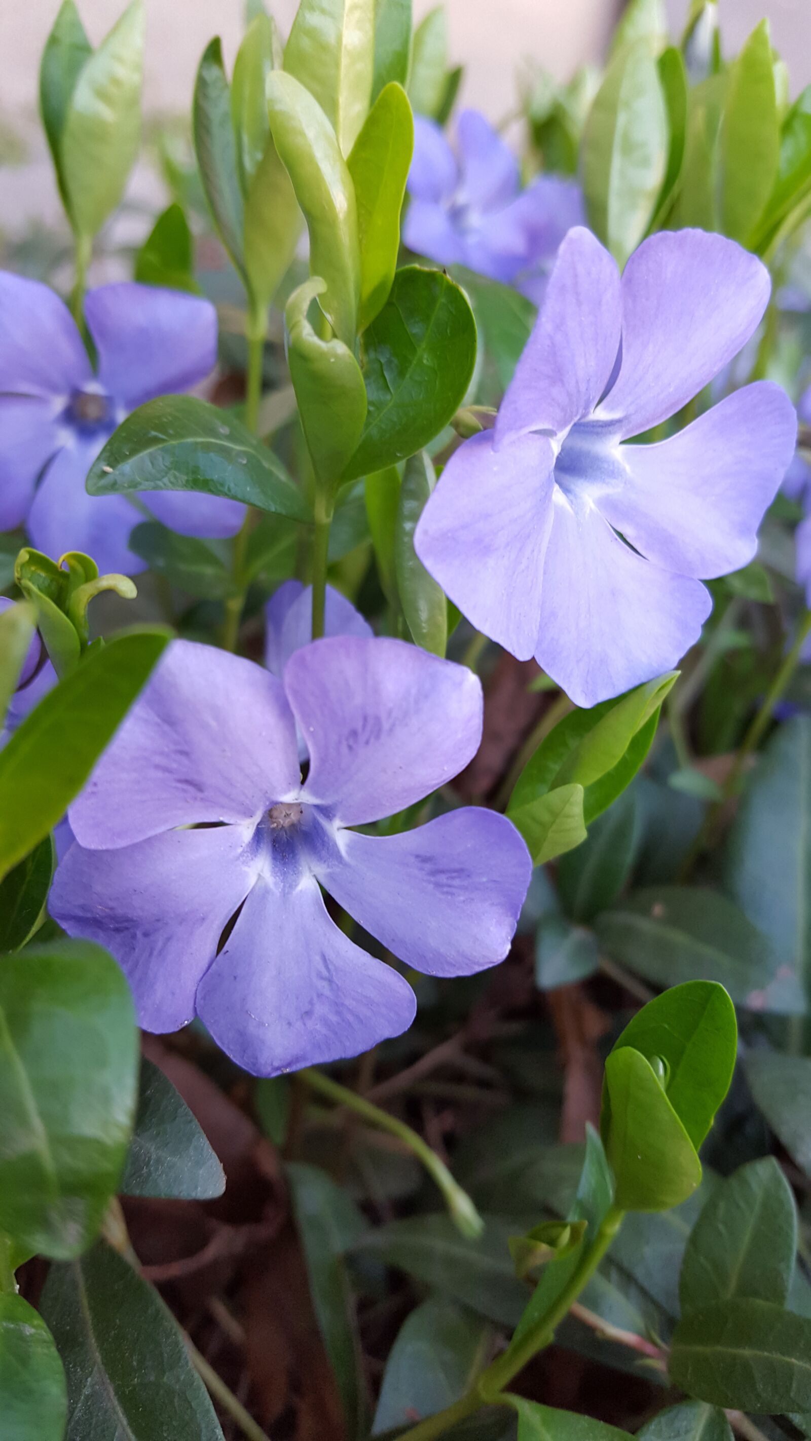 Samsung Galaxy S6 sample photo. Spring, flowers, forest flowers photography