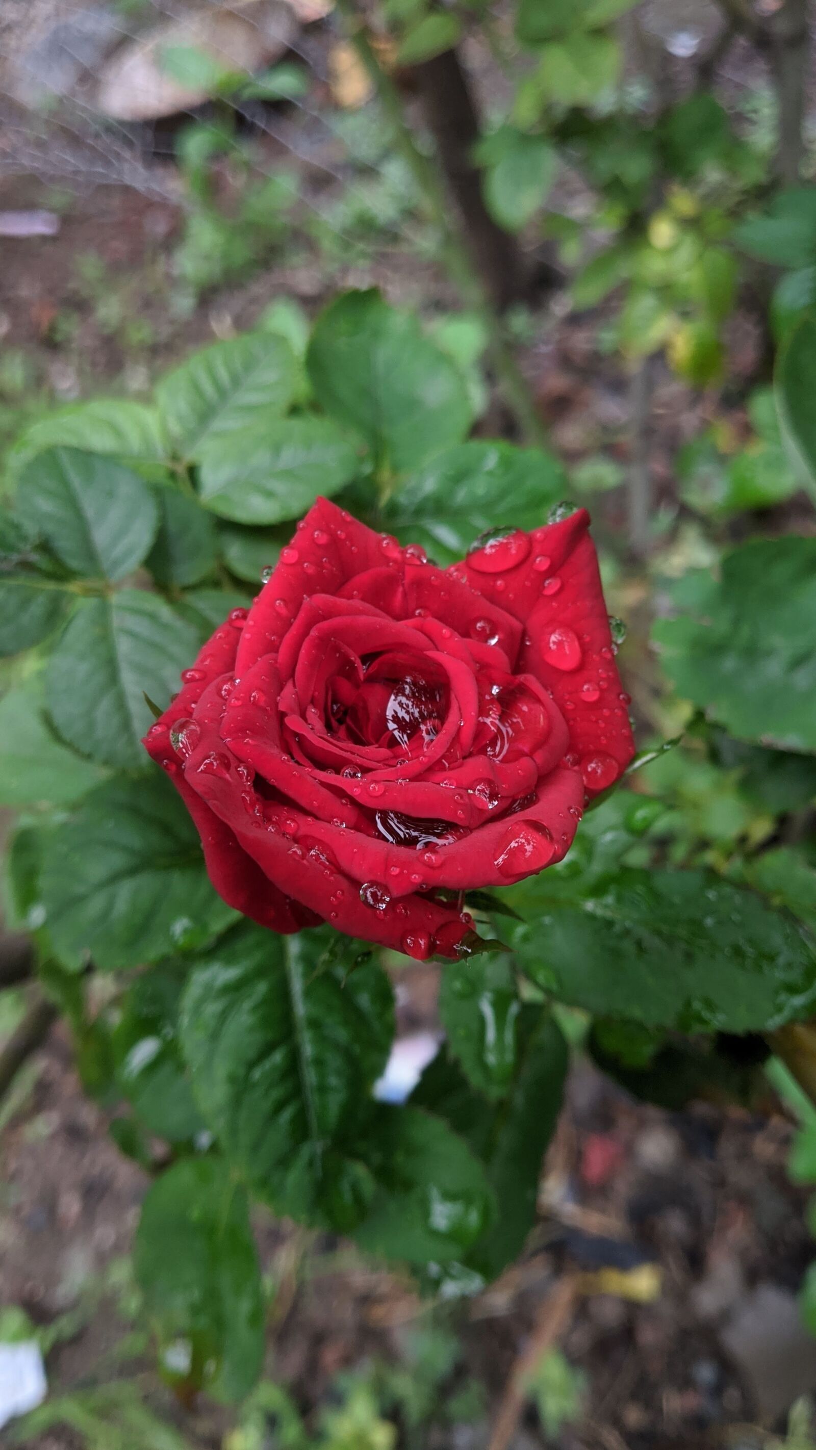 Xiaomi Redmi Note 5 Pro sample photo. Rose, beauty, re photography