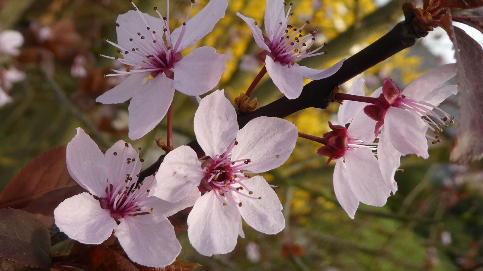 Panasonic DMC-TZ81 sample photo. Pink flower, blood plum photography