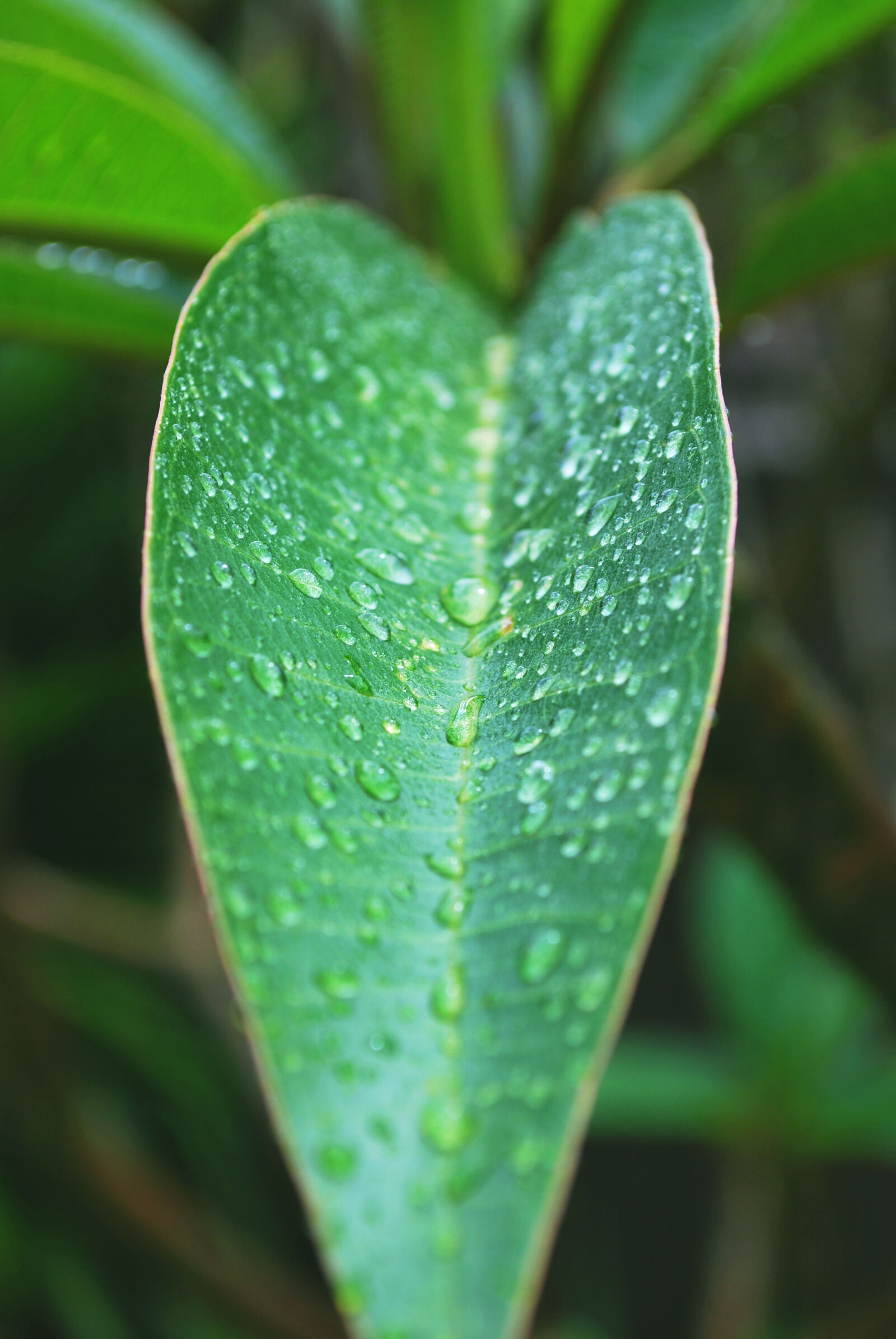 Nikon D60 sample photo. Green, rain, sydney photography