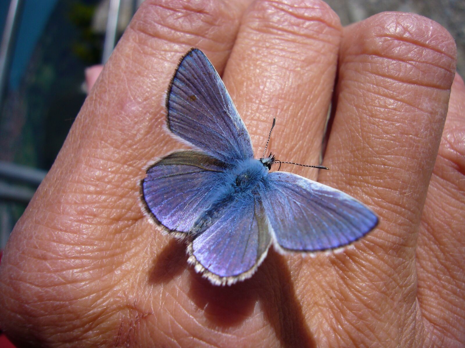 Panasonic DMC-FX01 sample photo. Butterfly, common blue photography