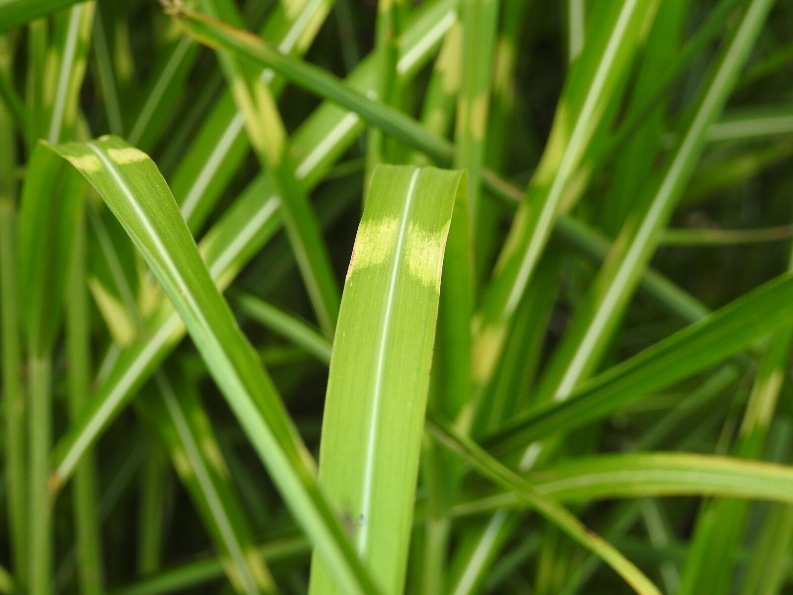Nikon Coolpix P900 sample photo. Grass, zebra grass, elephant photography