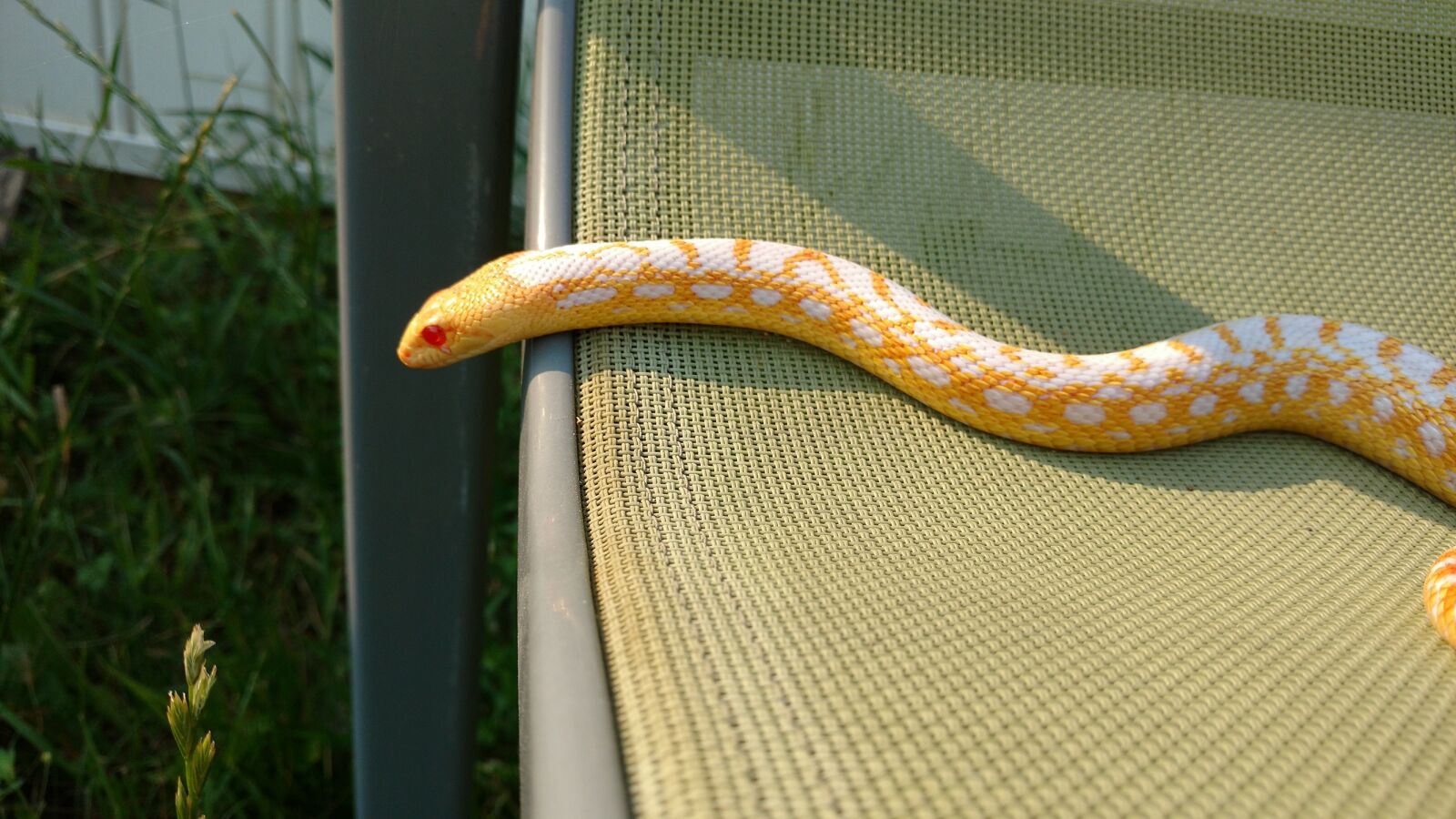 Motorola XT1563 sample photo. Golden, snake, colubrid photography