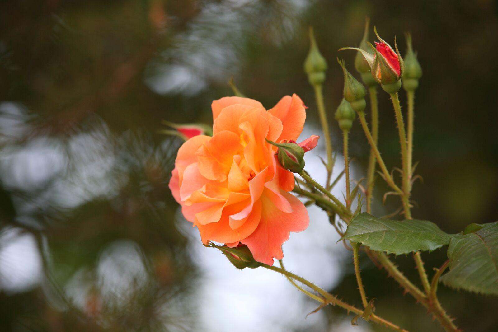 Canon EOS 5D sample photo. Rose, rose vines, flowers photography