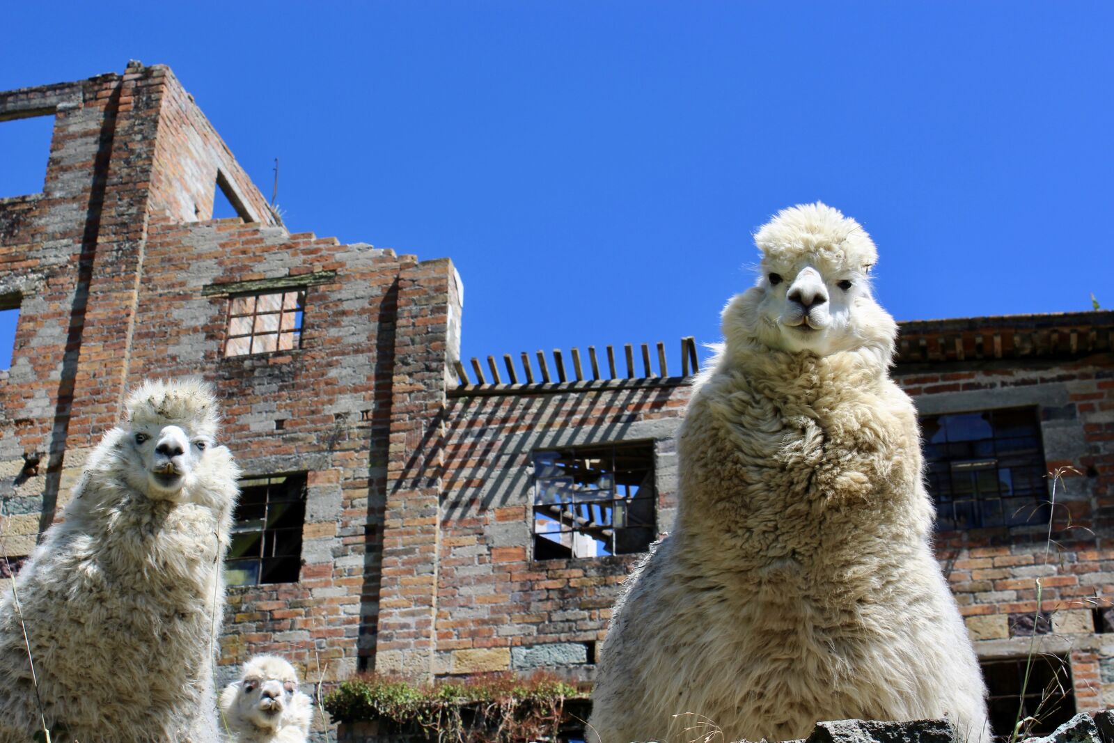 Canon EOS 1200D (EOS Rebel T5 / EOS Kiss X70 / EOS Hi) sample photo. Llama, camel, alpaca photography